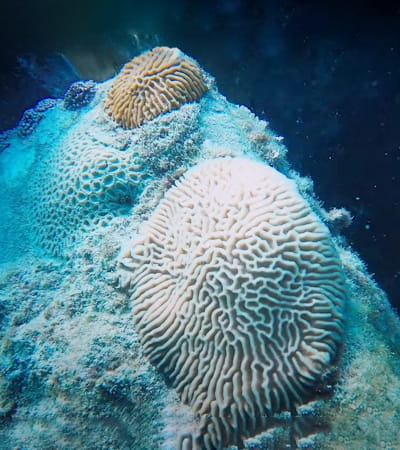 Live Reef Coral